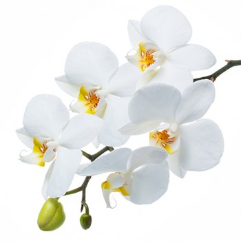 Стол обеденный Танго белый/Орхидея в Берёзовке - beryozovka.mebel54.com | фото